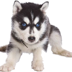 Husky PNG