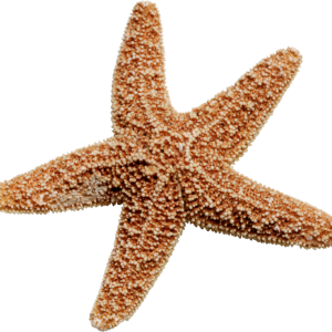 Starfish PNG