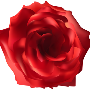 Rose PNG