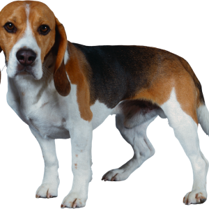 Dog PNG