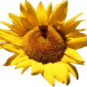 Sunflower PNG