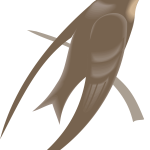 Swallow PNG