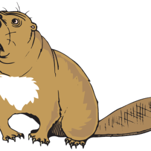 Beaver PNG
