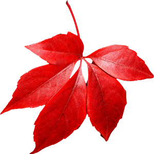 red autumn PNG leaf