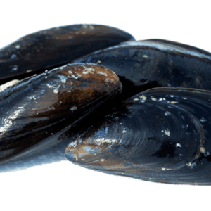 Mussel PNG