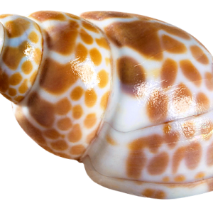 Seashell PNG