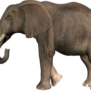 Elephant PNG