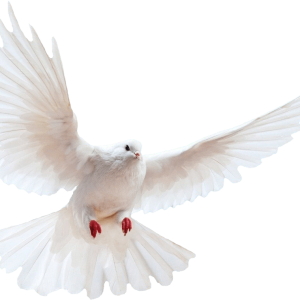 Pigeon PNG