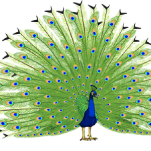 Peacock PNG