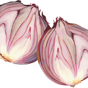 Onion PNG