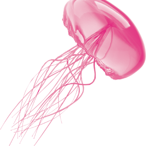 Jellyfish PNG