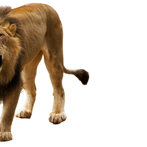 Lion PNG