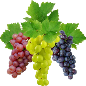 Grape PNG image download, free picture