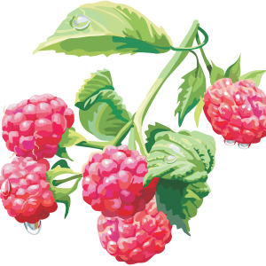 Rraspberry PNG image