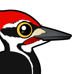 Woodpecker PNG