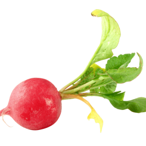 Radish PNG