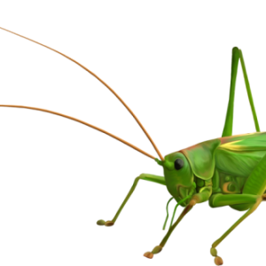Grasshopper PNG