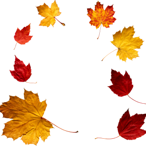 autumn PNG leaf