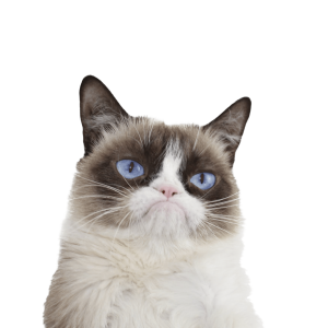Angry cat head PNG