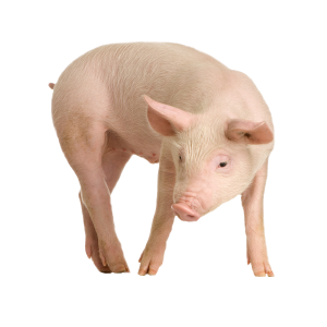 pig PNG image