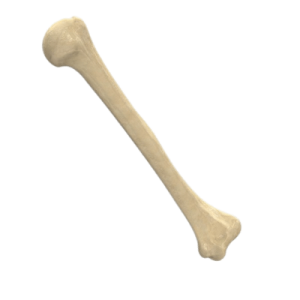 Bone PNG