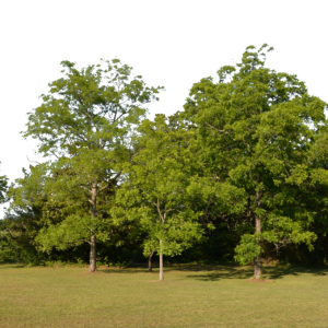 Forest PNG