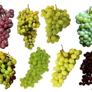 Grape PNG image download, free picture