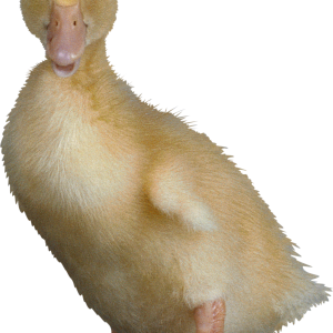 Duck PNG image