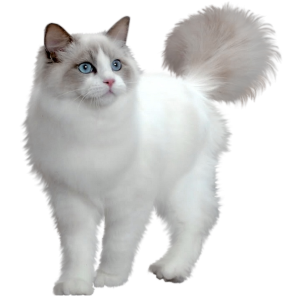 White cat standing PNG