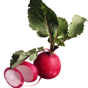 Radish PNG