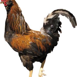 Cock PNG