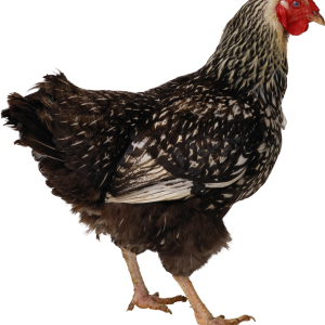Chicken PNG image