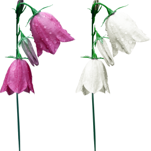 Bellflower PNG