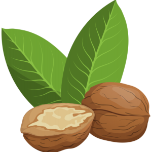 Walnut PNG