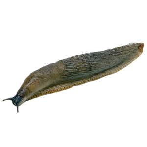 Slug PNG
