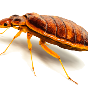 Bed bug PNG