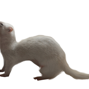 Ferret PNG