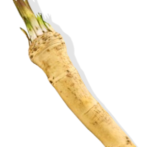 Horseradish PNG