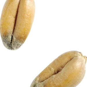 Wheat PNG