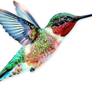 Hummingbird PNG