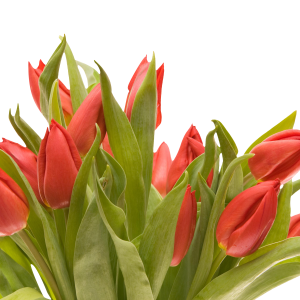 Bouquet flowers PNG