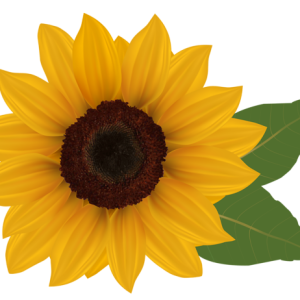 Sunflower PNG