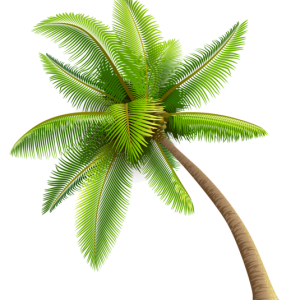 Palm tree PNG