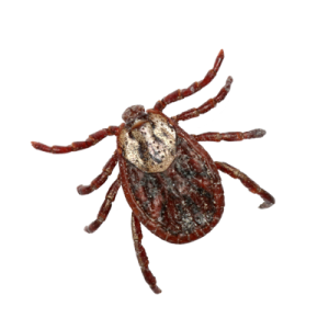 Tick insect PNG