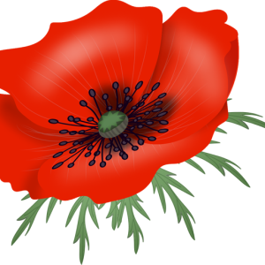 Poppy flower PNG