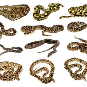 Snake PNG image picture download free