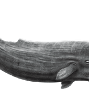Whale PNG
