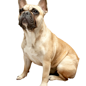 Bulldog PNG