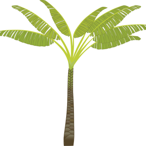 Palm tree PNG