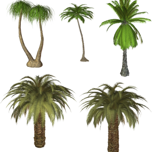 Palm tree PNG